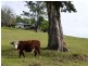 Mount George NSW 2424