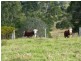 Mount George NSW 2424