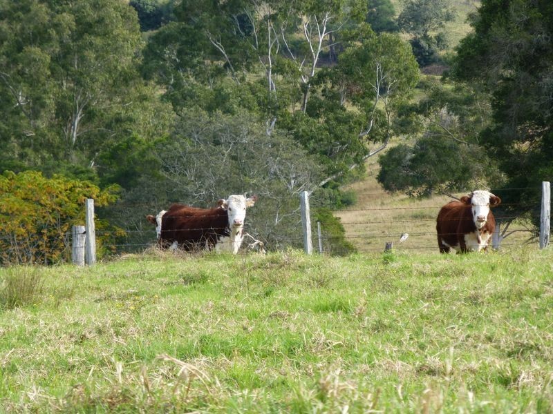 Mount George NSW 2424