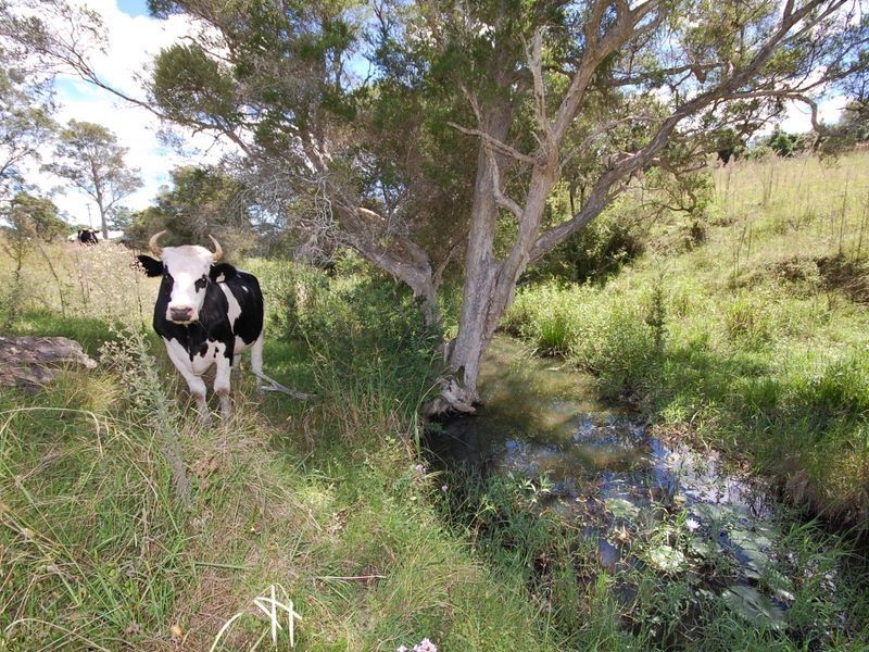 10 Phillip Close, Wingham NSW 2429