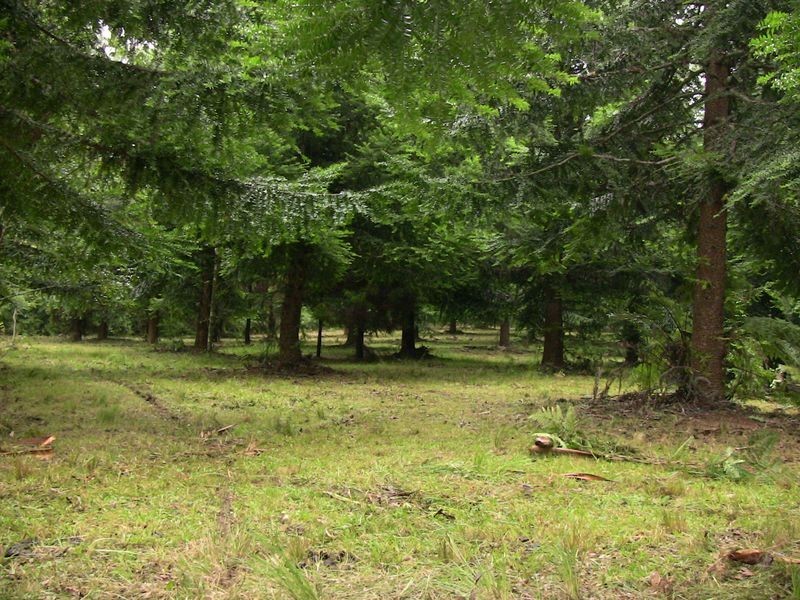 Waitui NSW 2443