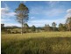 Firefly NSW 2429