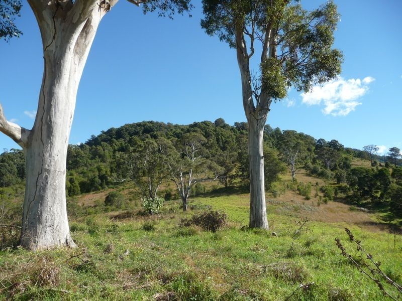 Wingham NSW 2429