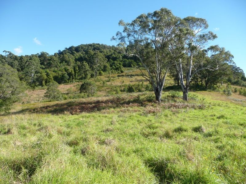 Wingham NSW 2429