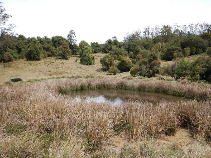 Elands NSW 2429