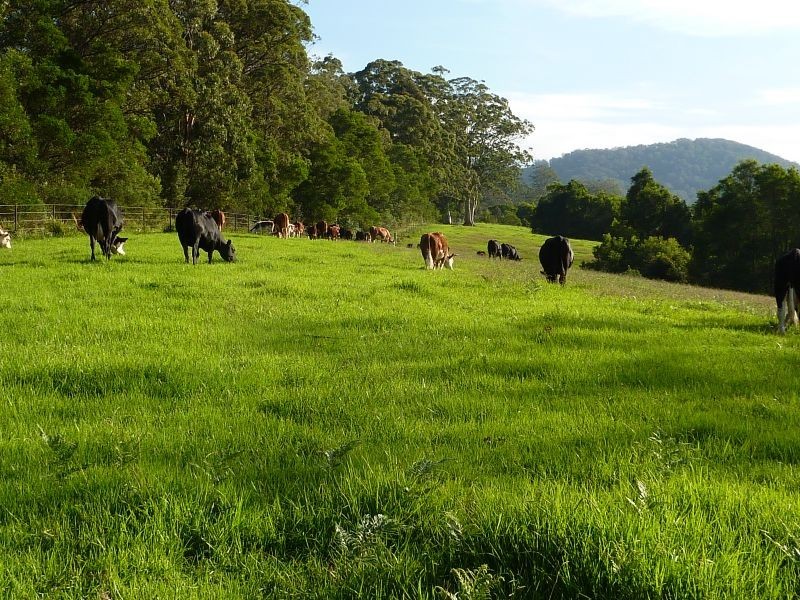 247 West Bulga Road, Elands NSW 2429