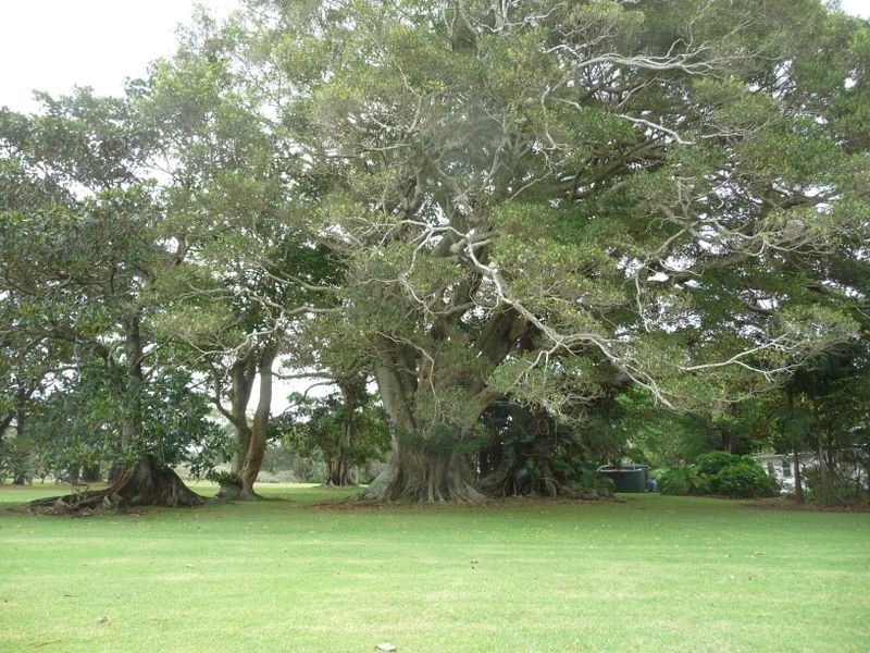 Oxley Island NSW 2430