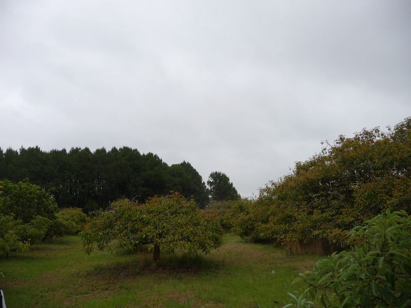 Oxley Island NSW 2430