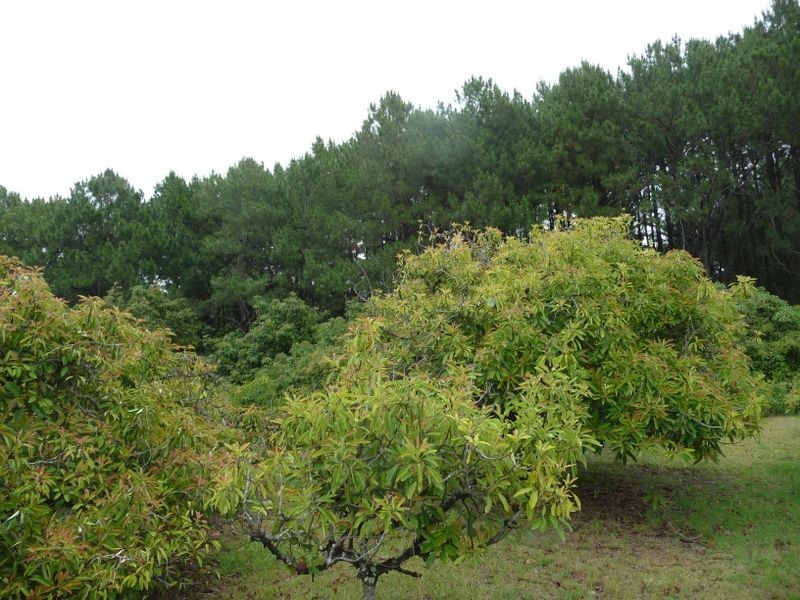 Oxley Island NSW 2430