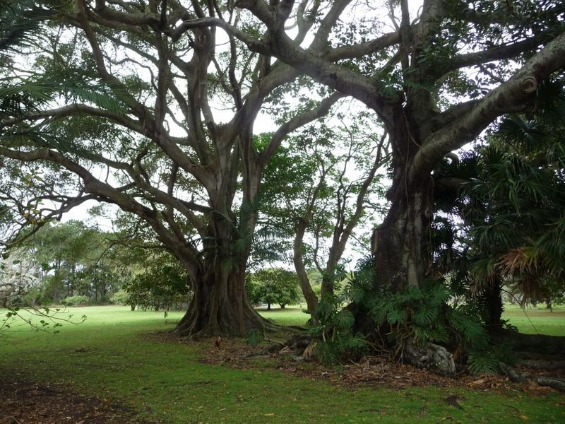 Oxley Island NSW 2430
