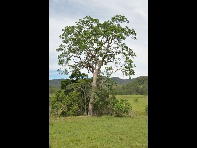 Caparra NSW 2429