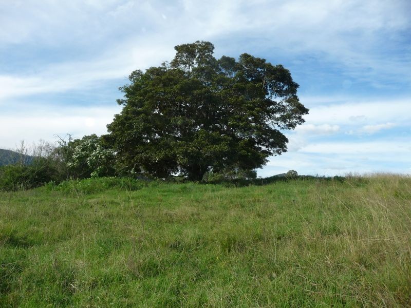 Killabakh NSW 2429