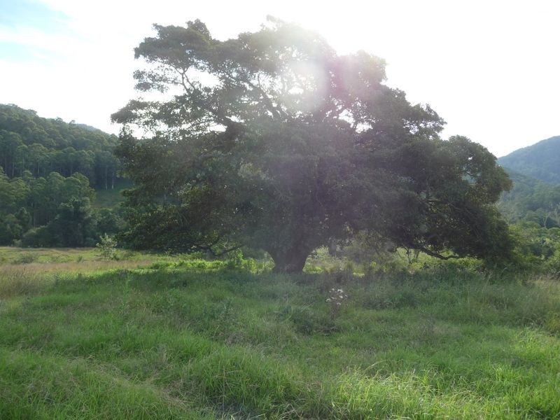 Killabakh NSW 2429