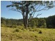 1390 Mooral Creek Road, Wingham NSW 2429