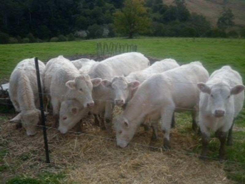 Mooral Creek NSW 2429