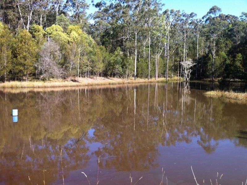 Cedar Party NSW 2429