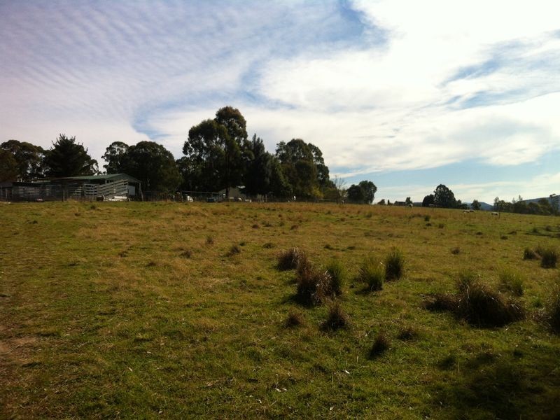 Cedar Party NSW 2429