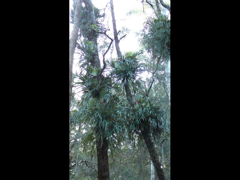Johns River NSW 2443