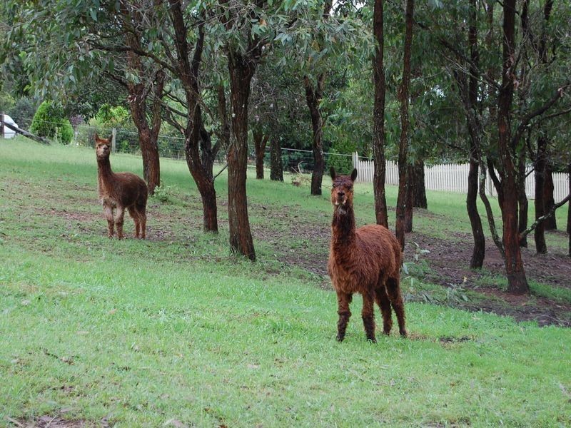 6 Kingfisher Drive, Wingham NSW 2429