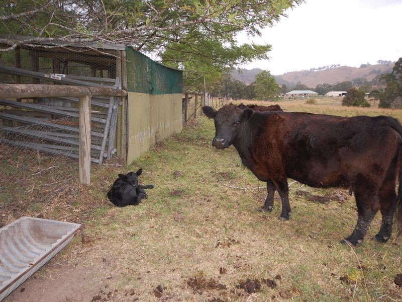 Burrell Creek NSW 2429