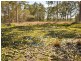 Wingham NSW 2429