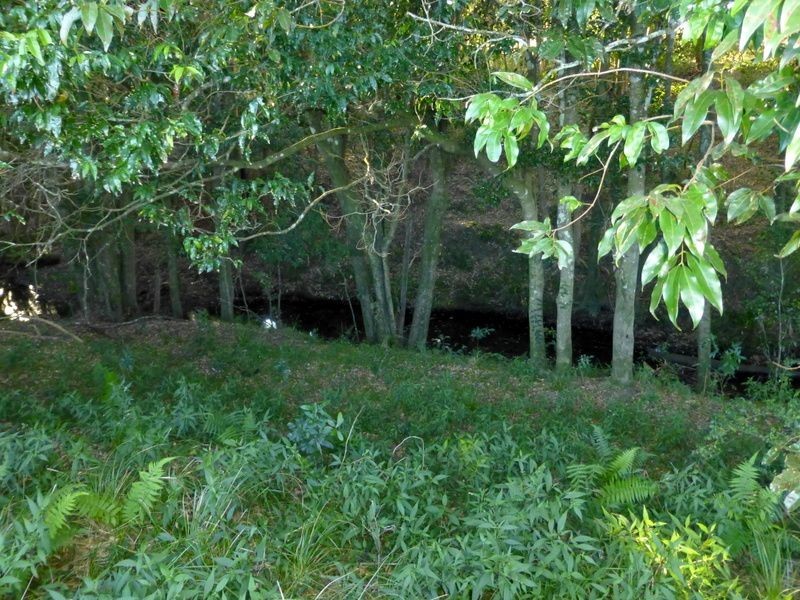 Bunyah NSW 2429
