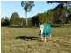 Bunyah NSW 2429