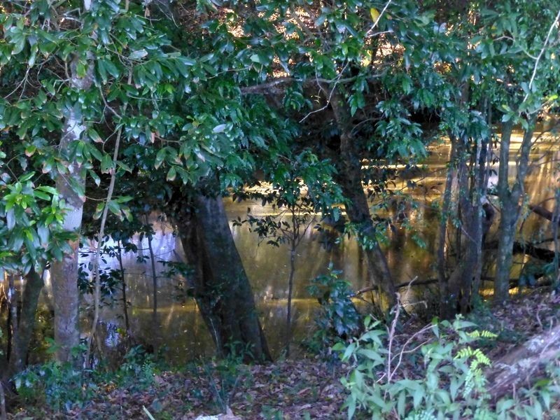 Bunyah NSW 2429