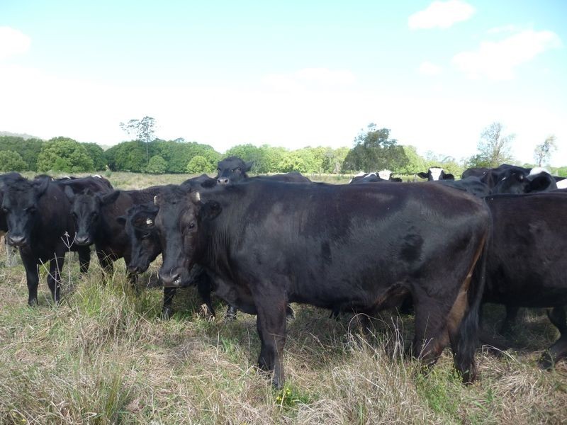 Upper Lansdowne NSW 2430