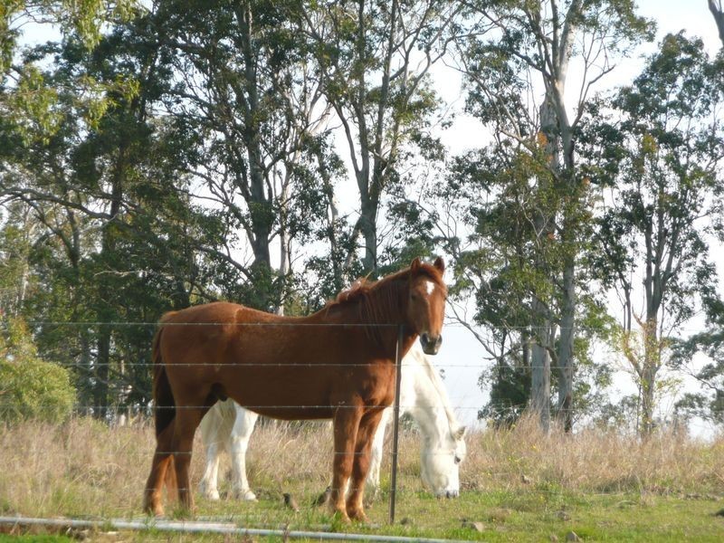 194 Skyline Drive, Wingham NSW 2429