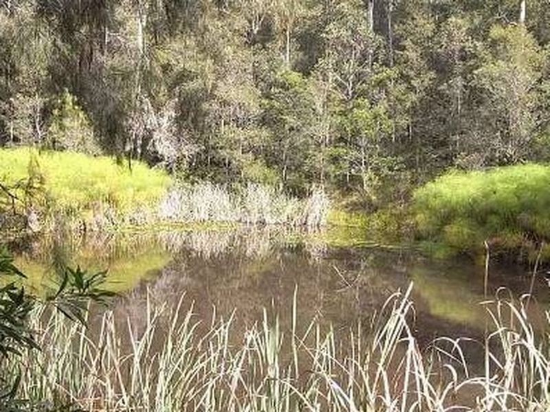 Bulga Forest NSW 2429