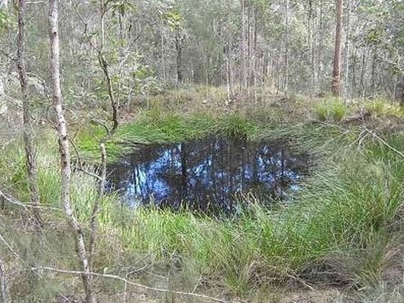 Bulga Forest NSW 2429