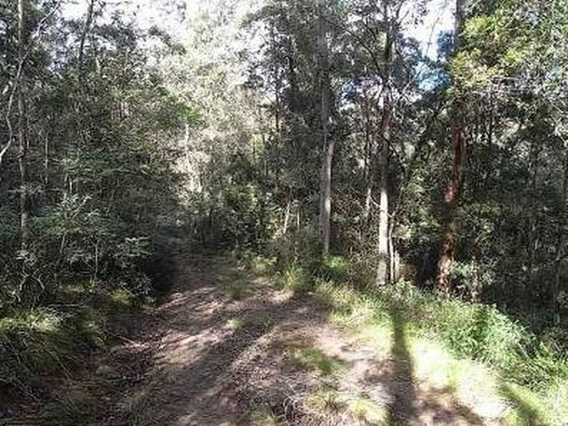 Bulga Forest NSW 2429