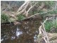 Wherrol Flat NSW 2429