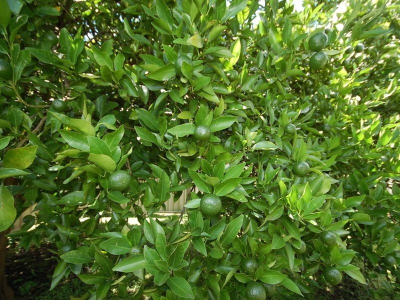 5A Primrose Street, Wingham NSW 2429