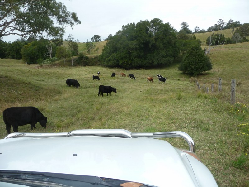 1843 Comboyne Road, Killabakh NSW 2429