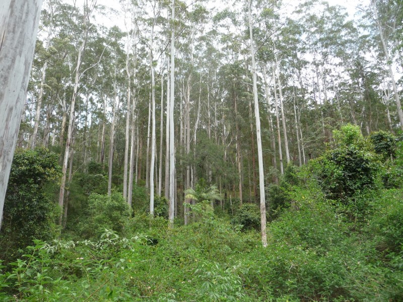 Wherrol Flat NSW 2429