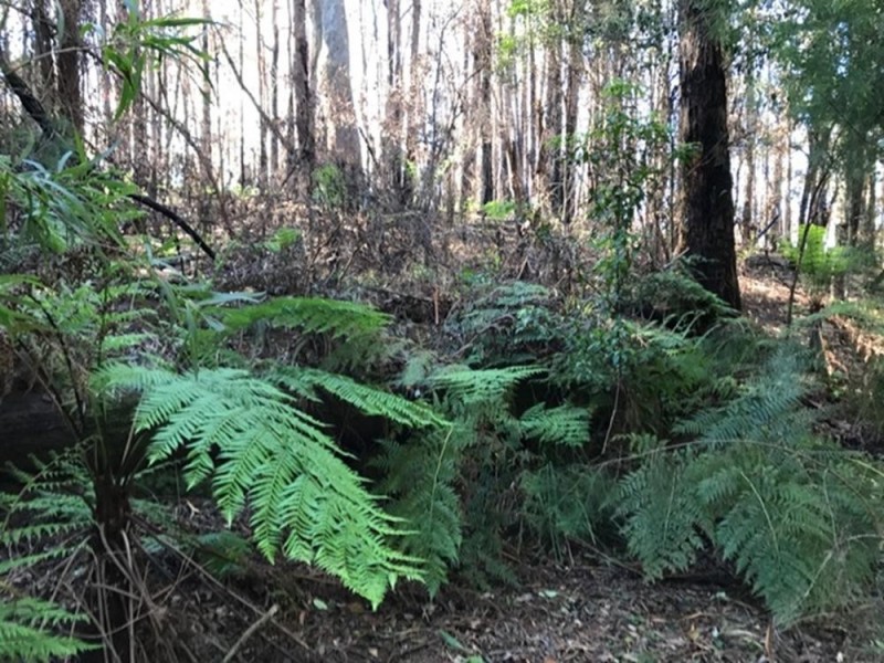 Wherrol Flat NSW 2429