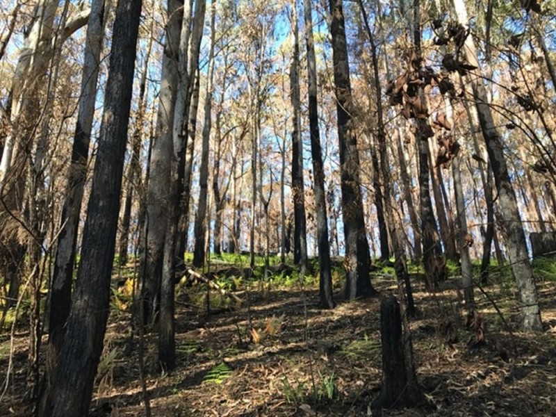 Wherrol Flat NSW 2429