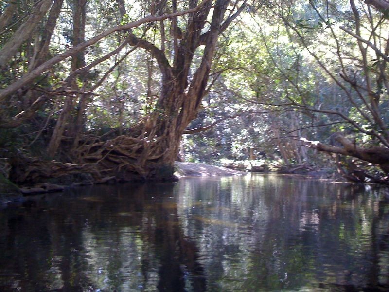 Doyles River NSW 2446