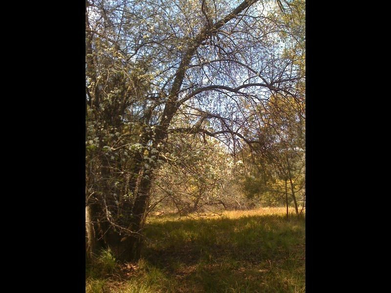 Doyles River NSW 2446