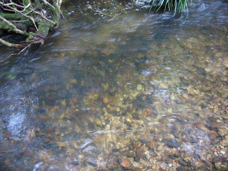 Doyles River NSW 2446