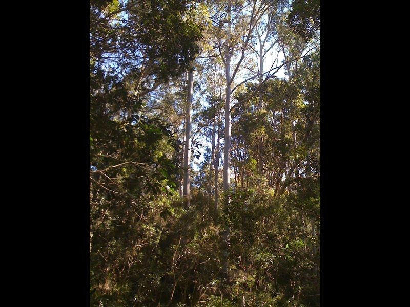 Doyles River NSW 2446