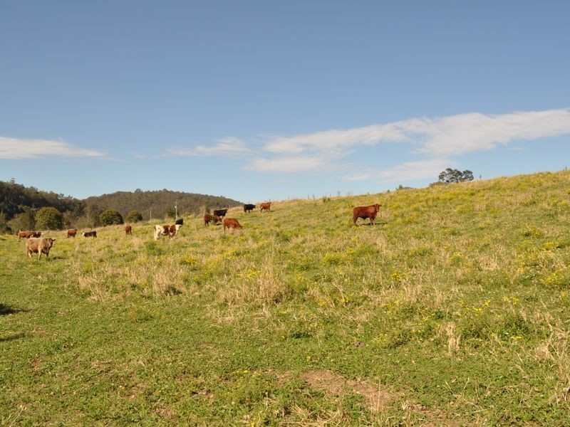 Kimbriki NSW 2429