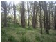 Walhalla Road, Aberfeldy VIC 3825