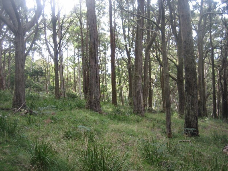 Walhalla Road, Aberfeldy VIC 3825