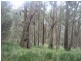 Walhalla Road, Aberfeldy VIC 3825