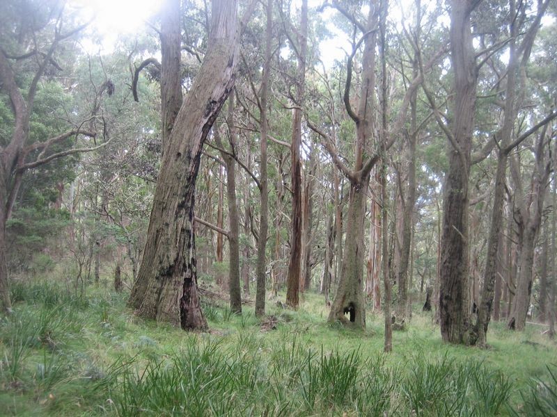 Walhalla Road, Aberfeldy VIC 3825