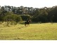 43A Battunga Drive, Tomerong NSW 2540