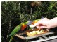 1/275 Military Road, Dover Heights NSW 2030
